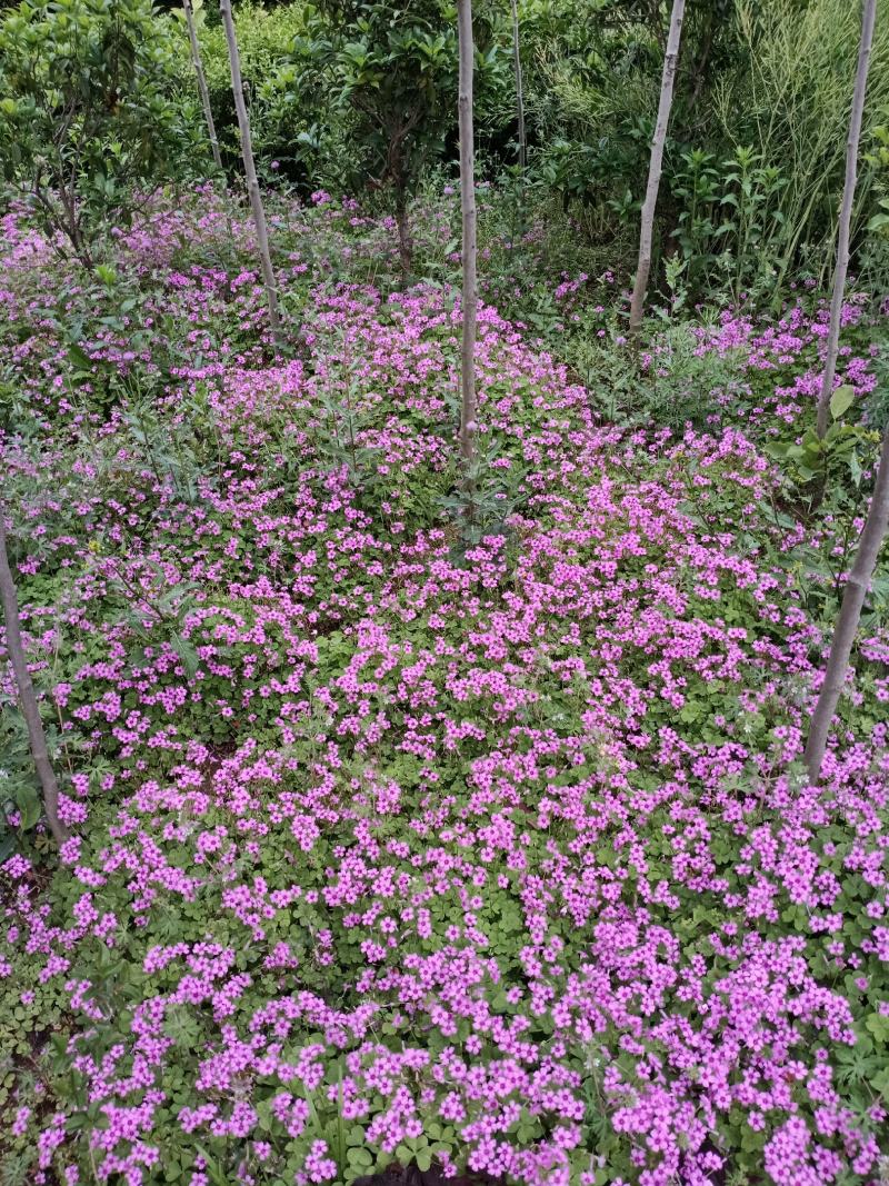 红花草红花草三叶草红花草红三叶草，地被花草苗