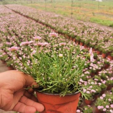 玛格丽特花基地双色杯出售花期长花色漂亮欢迎咨询