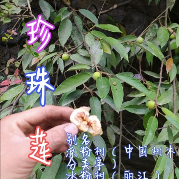 贵州毕节古夜郎大地野生中药材珍珠莲野生无花果岩石榴
