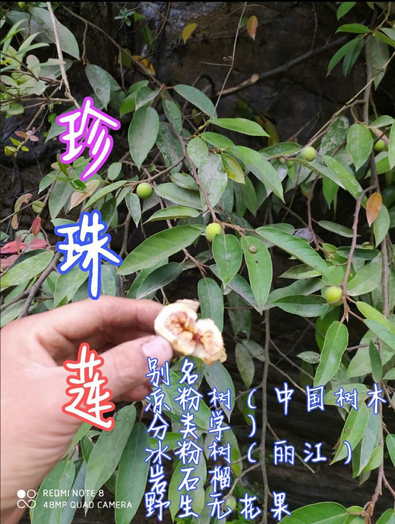 贵州毕节古夜郎大地野生中药材珍珠莲野生无花果岩石榴