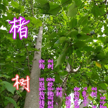 贵州毕节古夜郎大地野生中药材楮实子树果叶皮入药