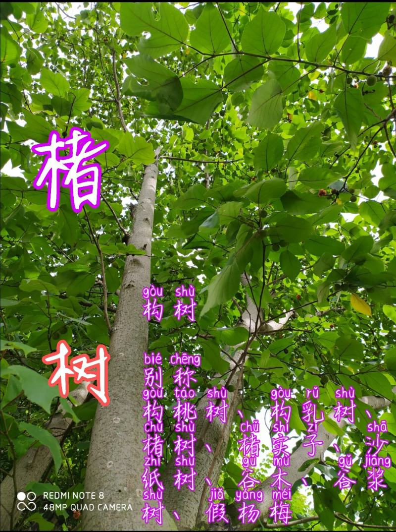 贵州毕节古夜郎大地野生中药材楮实子树果叶皮入药