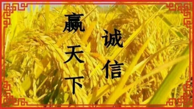 稻花香二号粥米，宝宝粥米，诚邀电微商，可一件代发。