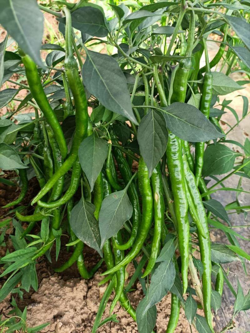 线椒青皮辣椒线椒大量15~30厘米青中辣量最大从优，
