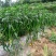 线椒青皮辣椒线椒大量15~30厘米青中辣量最大从优，