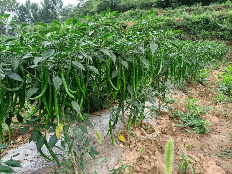 线椒青皮辣椒线椒大量15~30厘米青中辣量最大从优，