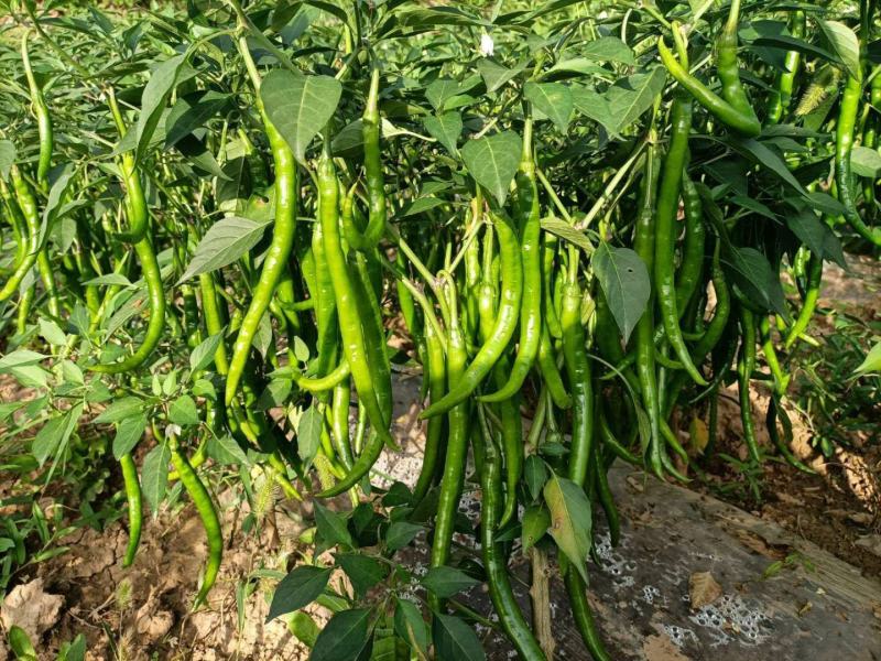 线椒青皮辣椒线椒大量15~30厘米青中辣量最大从优，