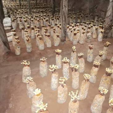 在有15天灵芝花就开了