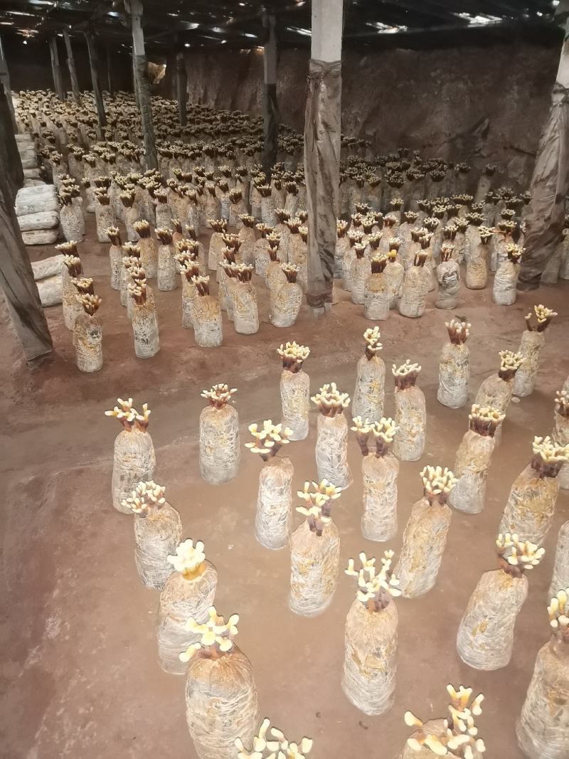 在有15天灵芝花就开了