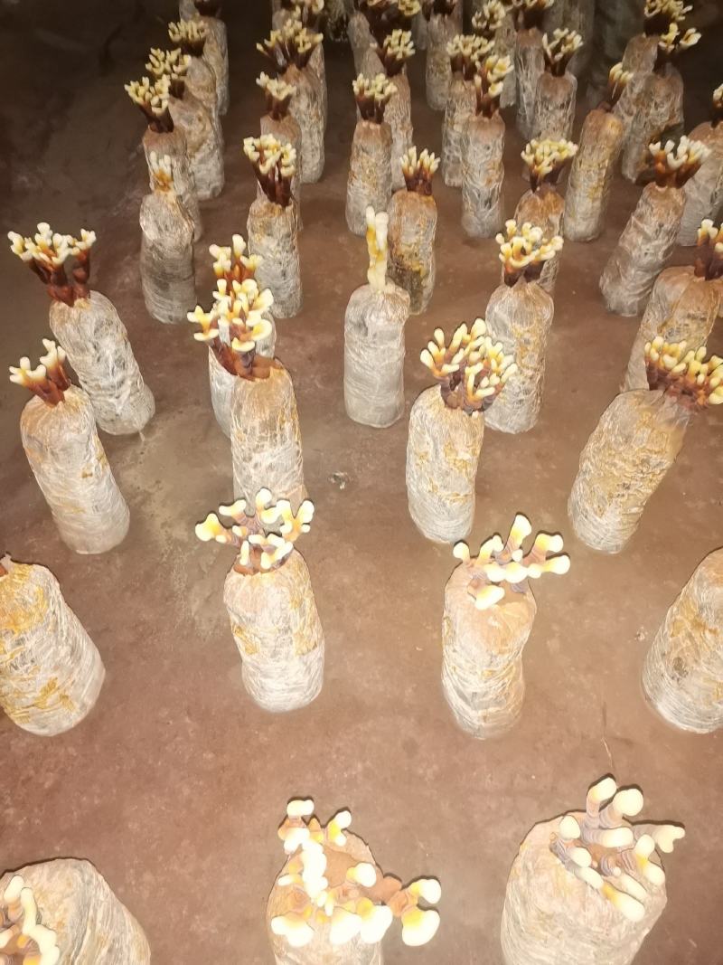 在有15天灵芝花就开了