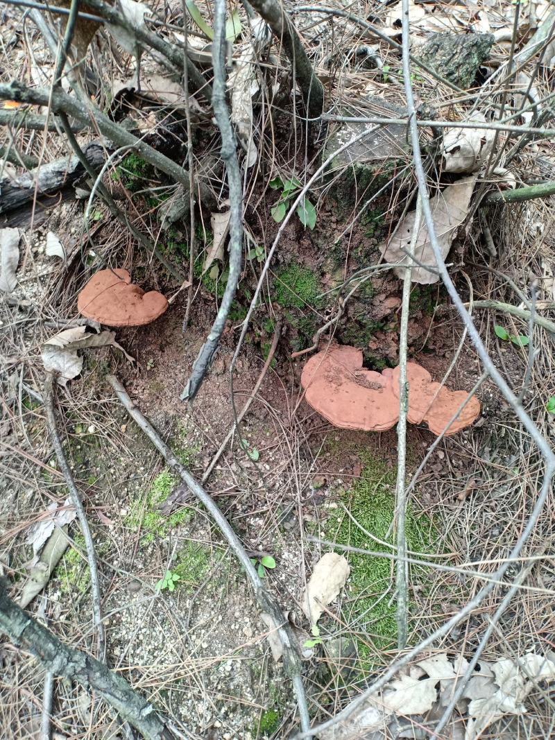 纯正深山野生灵芝伏牛山大山采集质量保证包邮