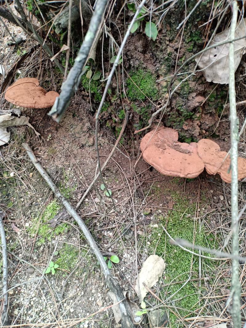 纯正深山野生灵芝伏牛山大山采集质量保证包邮