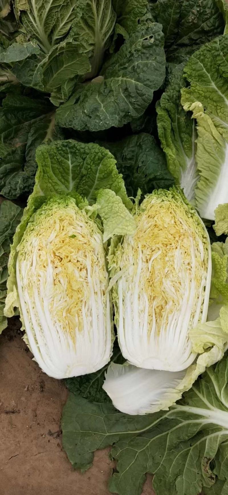 精品纯黄心大白菜正在上市中，欢迎各位老板前来洽谈！