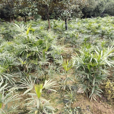 棕竹苗木_重庆静观镇_自产自销，量大从优，批发价格