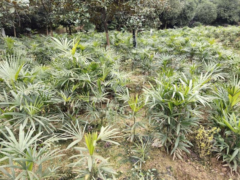 棕竹苗木_重庆静观镇_自产自销，量大从优，批发价格
