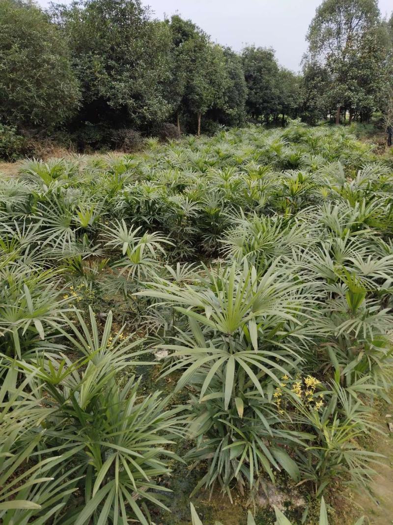 棕竹苗木_重庆静观镇_自产自销，量大从优，批发价格