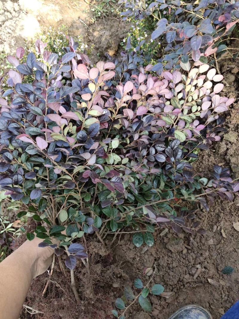 红继木苗_重庆静观镇_自产自销，量大从优，批发价格