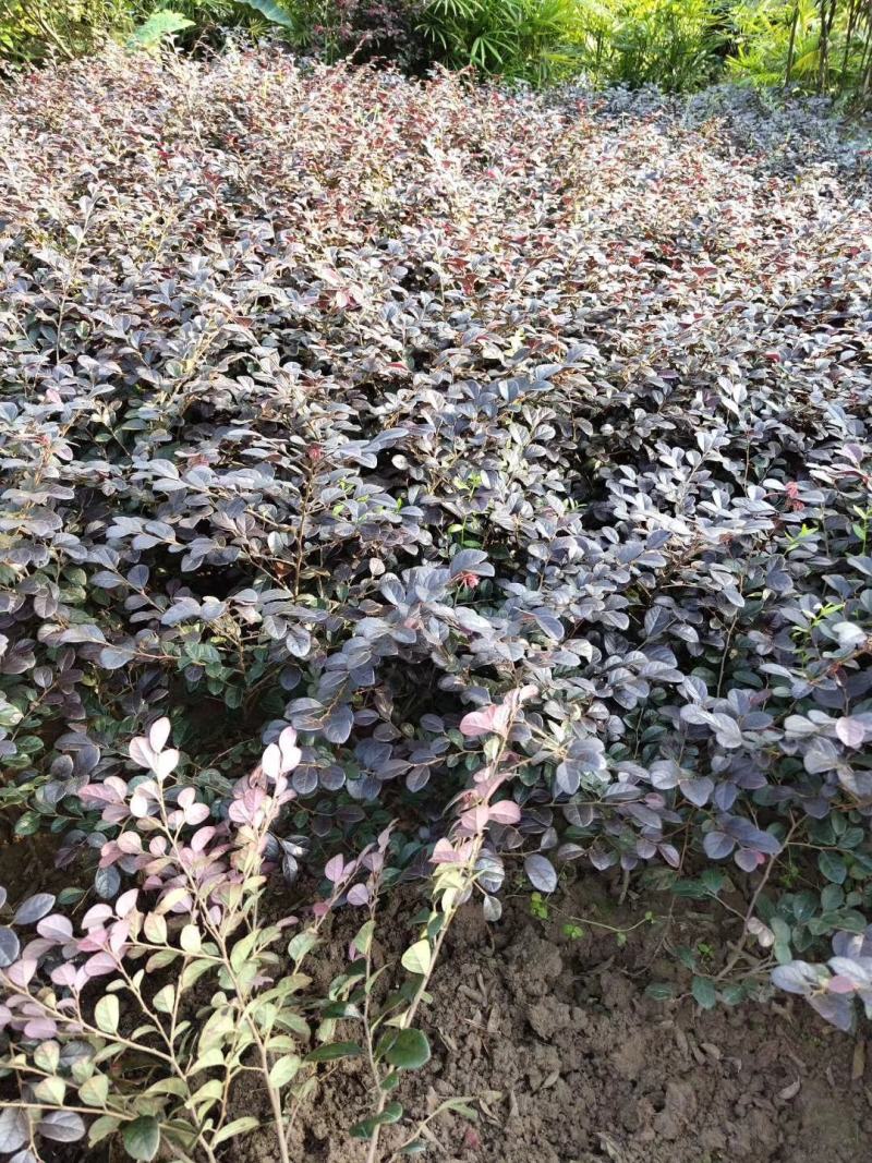 红继木苗_重庆静观镇_自产自销，量大从优，批发价格