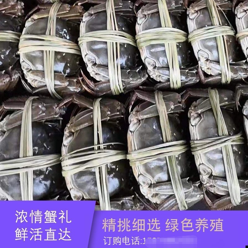 原产地直供兴化大闸蟹礼盒装礼卡团购直播商超电商网红合作