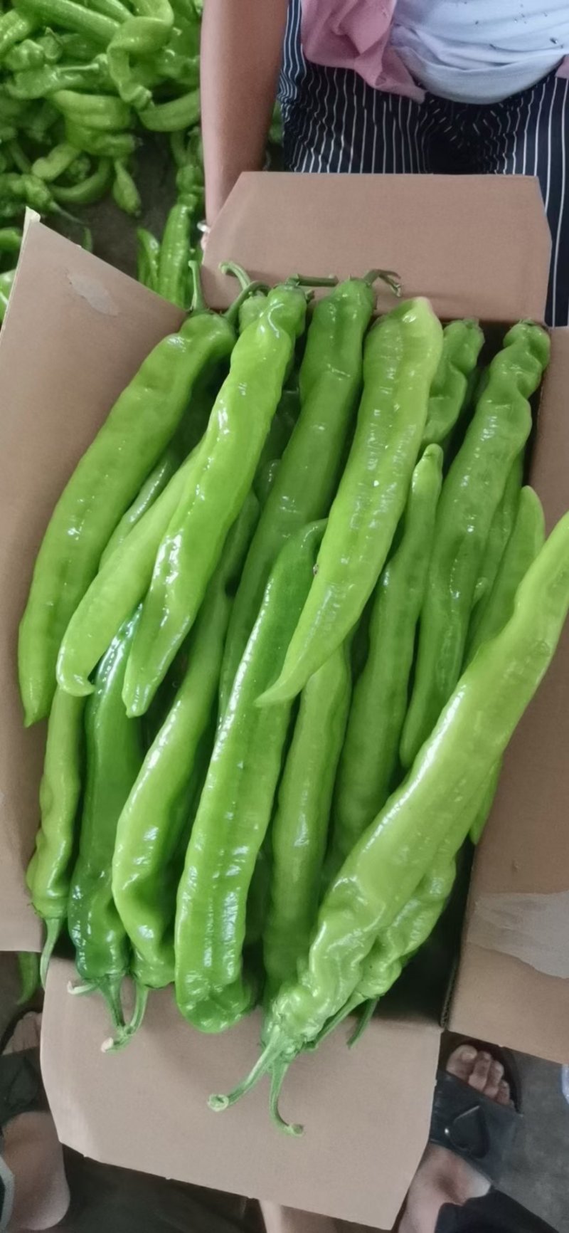 尖椒辽宁精品尖椒色泽光亮微辣产地直销质优价廉