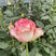 玫瑰苗基地自产自销玫瑰花苗品种多包空运全国免技术支持