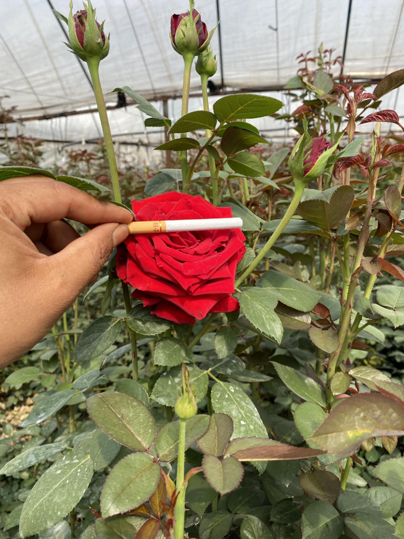 大花月季3年苗绿化工程用月季花苗丰花品种月季