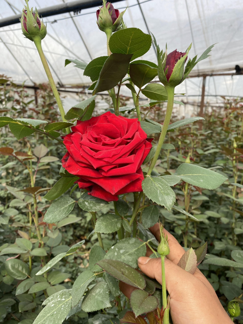 大花月季3年苗绿化工程用月季花苗丰花品种月季