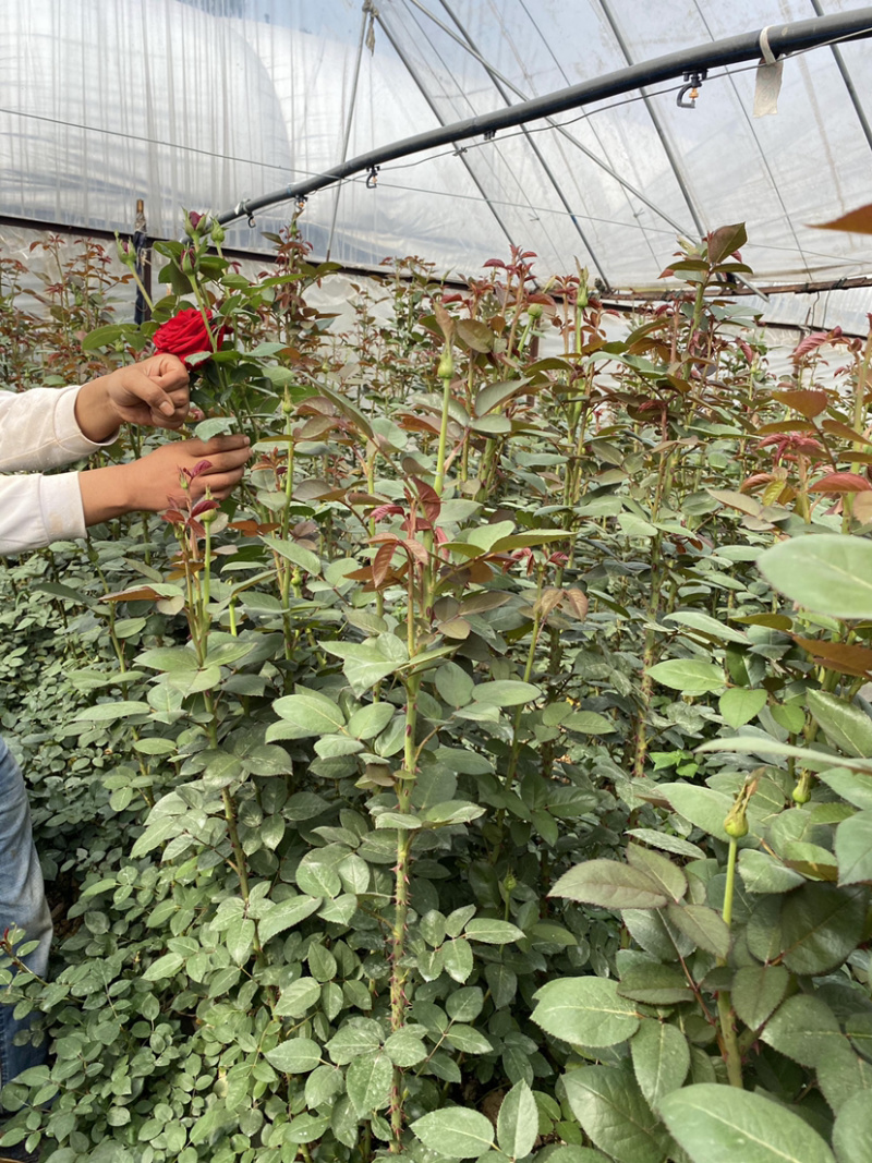 大花月季3年苗绿化工程用月季花苗丰花品种月季