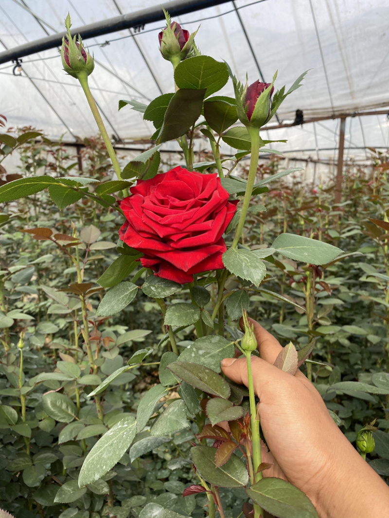 大花月季3年苗绿化工程用月季花苗丰花品种月季