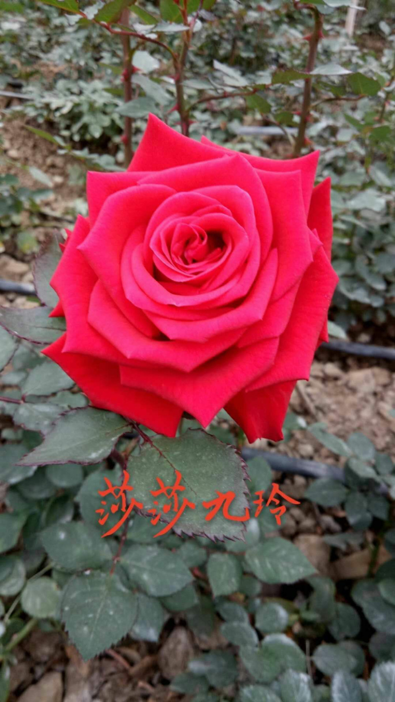 大花月季3年苗绿化工程用月季花苗丰花品种月季