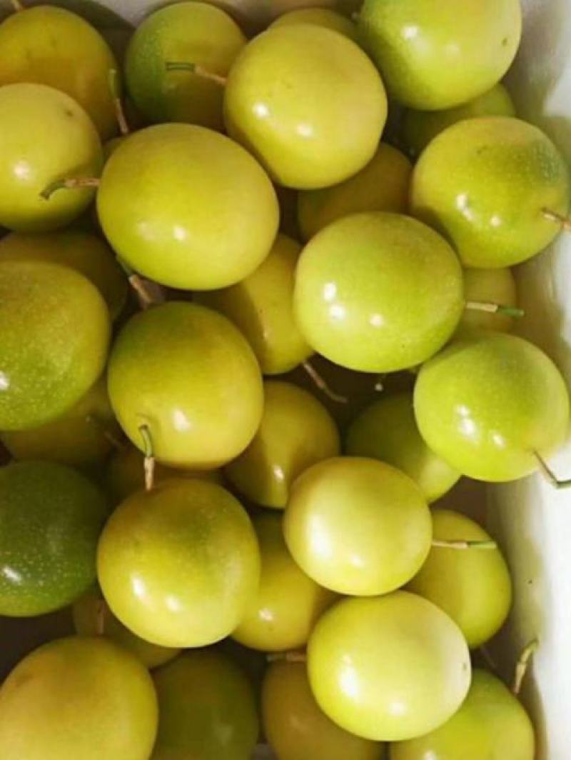 黄金百香果芭乐味、石榴味