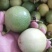 黄金百香果芭乐味、石榴味