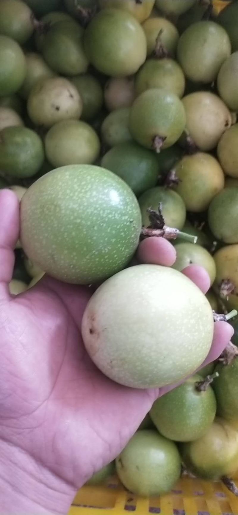 黄金百香果芭乐味、石榴味