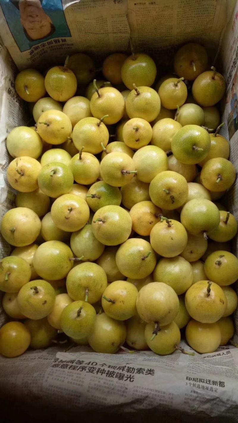 黄金百香果芭乐味、石榴味