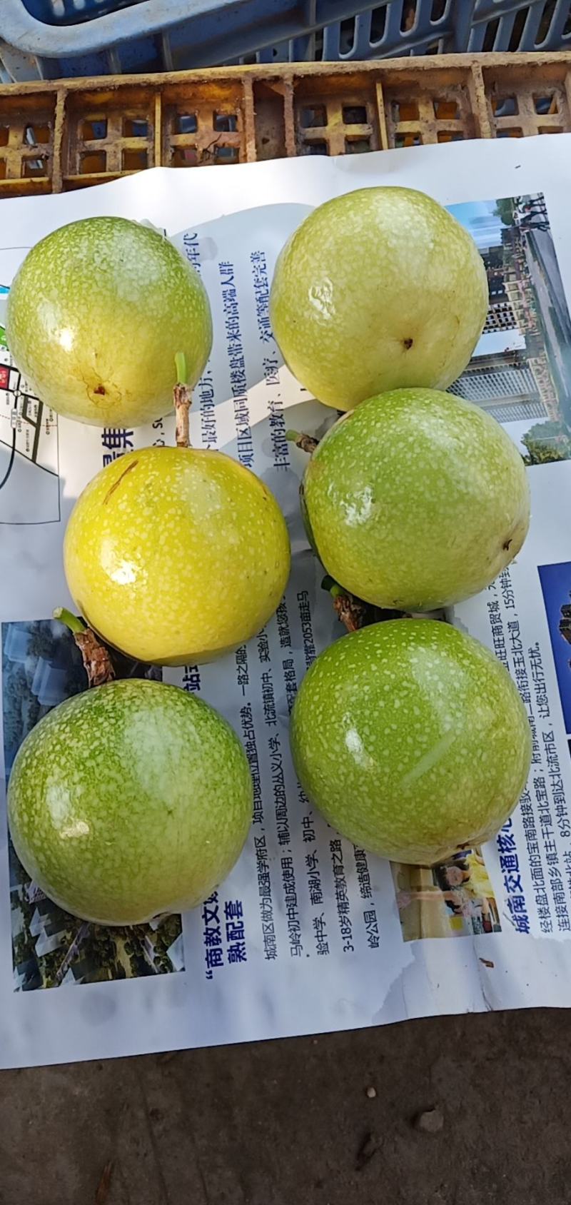 黄金百香果芭乐味、石榴味