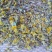璇覆花全干货，野生高含量