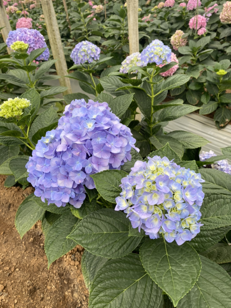 绣球花苗无尽夏新款八仙花苗基地直销包运全国