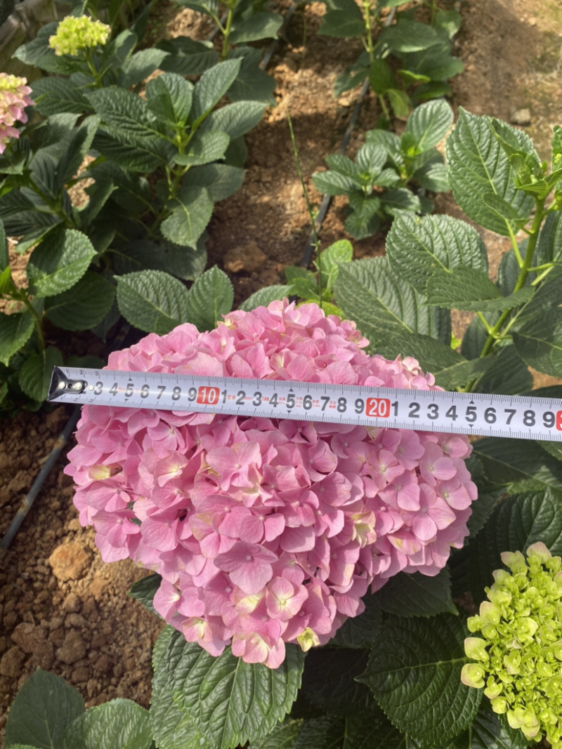 绣球花苗无尽夏新款八仙花苗基地直销包运全国