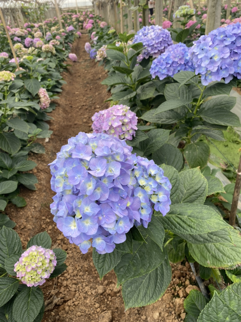绣球花苗无尽夏新款八仙花苗基地直销包运全国