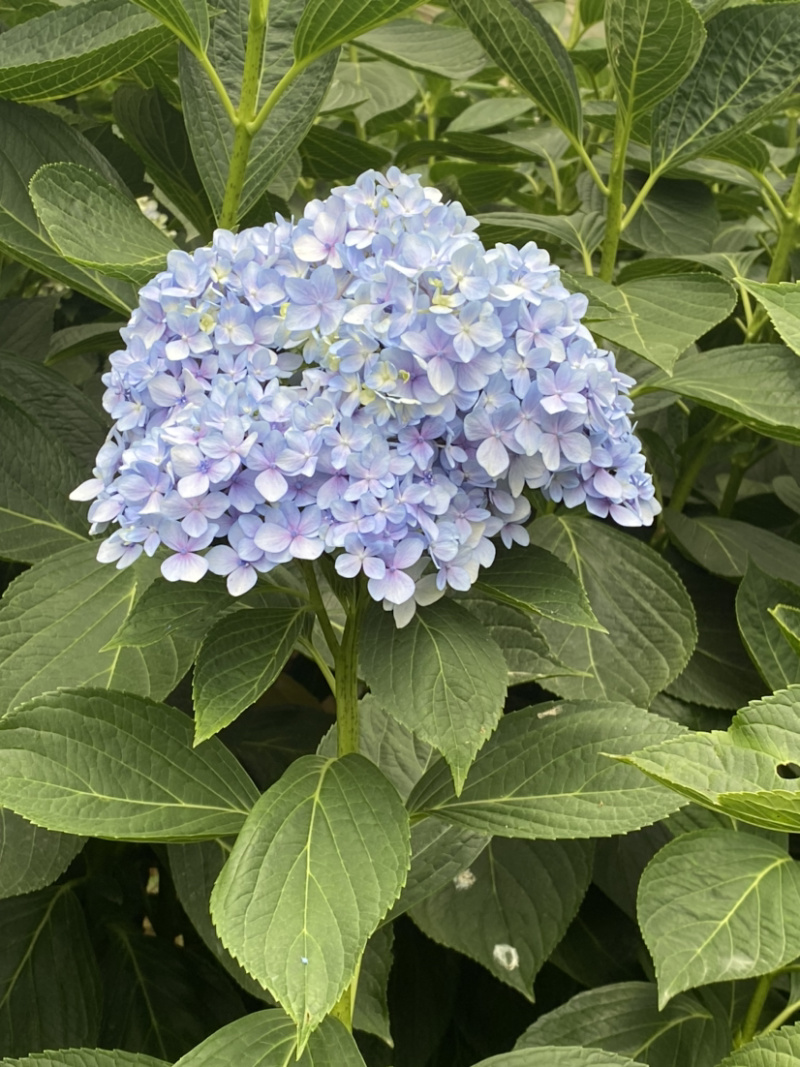 绣球花苗无尽夏新款八仙花苗基地直销包运全国