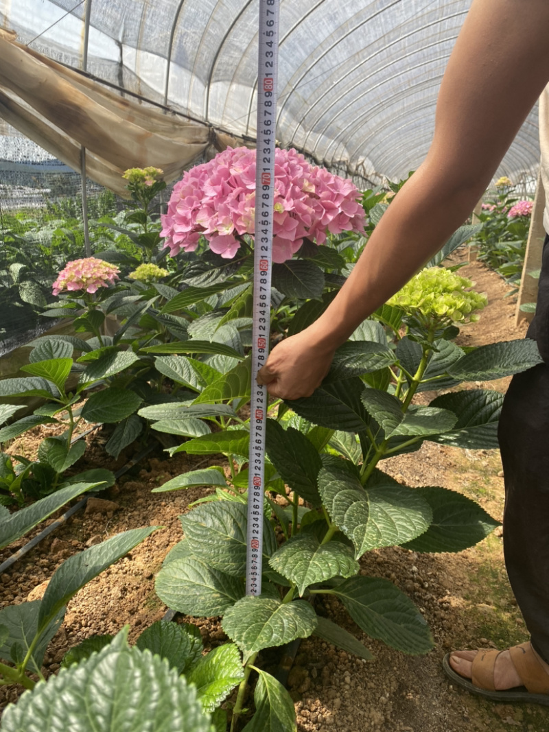 绣球花苗无尽夏新款八仙花苗基地直销包运全国