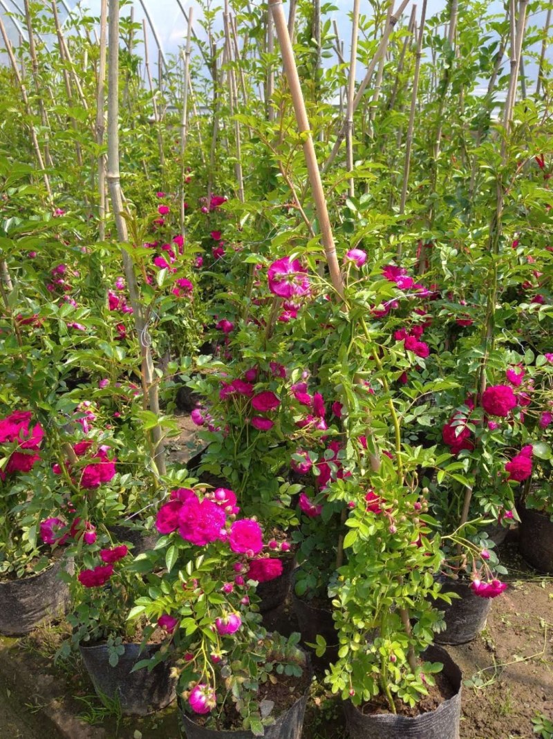 木香花苗红木香四季常青，白木香庭院爬藤植物盆栽红黄白