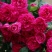 木香花苗红木香四季常青，白木香庭院爬藤植物盆栽红黄白