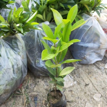 樱桃苗盆栽水果苗南北方皆可种植可观赏