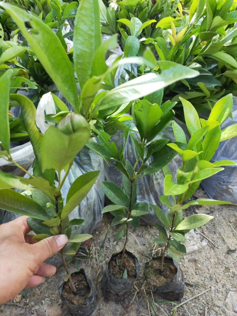 樱桃苗盆栽水果苗南北方皆可种植可观赏