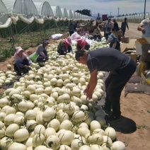 甘肃玉门玉菇甜小玉菇蜜瓜产地发货货源充足量大从优欢迎来电