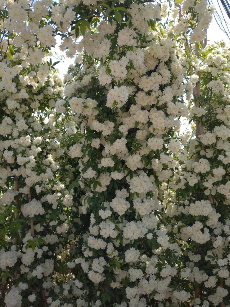 木香花红黄白木香四季常青浓香白木香庭院爬藤植物