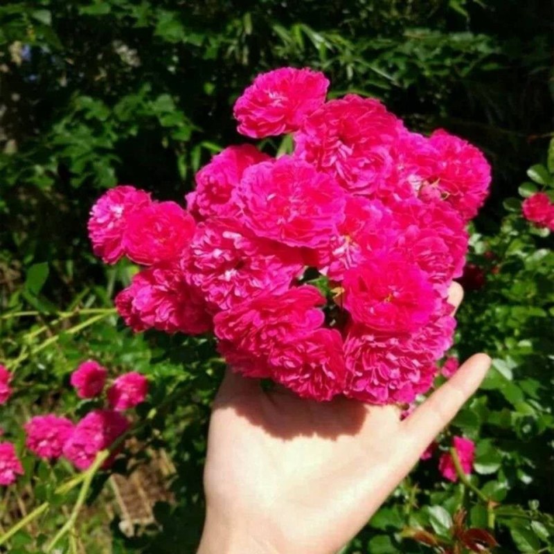 木香花红黄白木香四季常青浓香白木香庭院爬藤植物