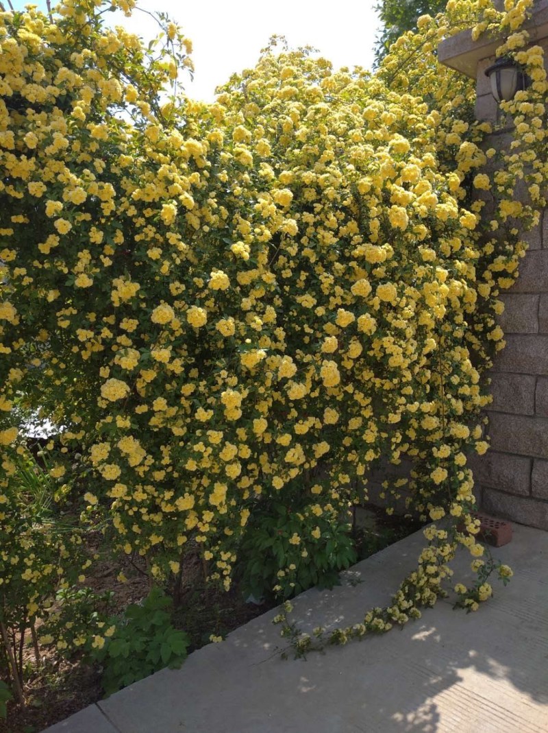 木香花红黄白木香四季常青浓香白木香庭院爬藤植物