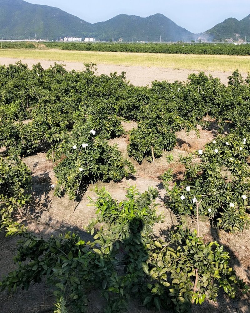 推荐大分蜜橘产地实拍诚信合作入口化渣诚招全国桔子采购商